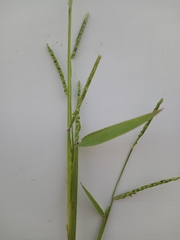 Urochloa platyphylla