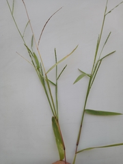 Urochloa platyphylla