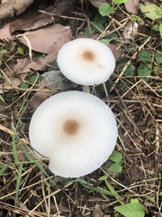 Lepiota cristata