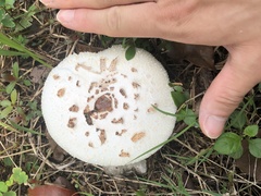 Lepiota cristata