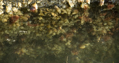 Ciona intestinalis
