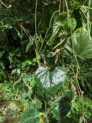 Trichosanthes pilosa