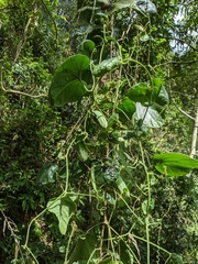 Trichosanthes pilosa