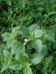 Praxelinae