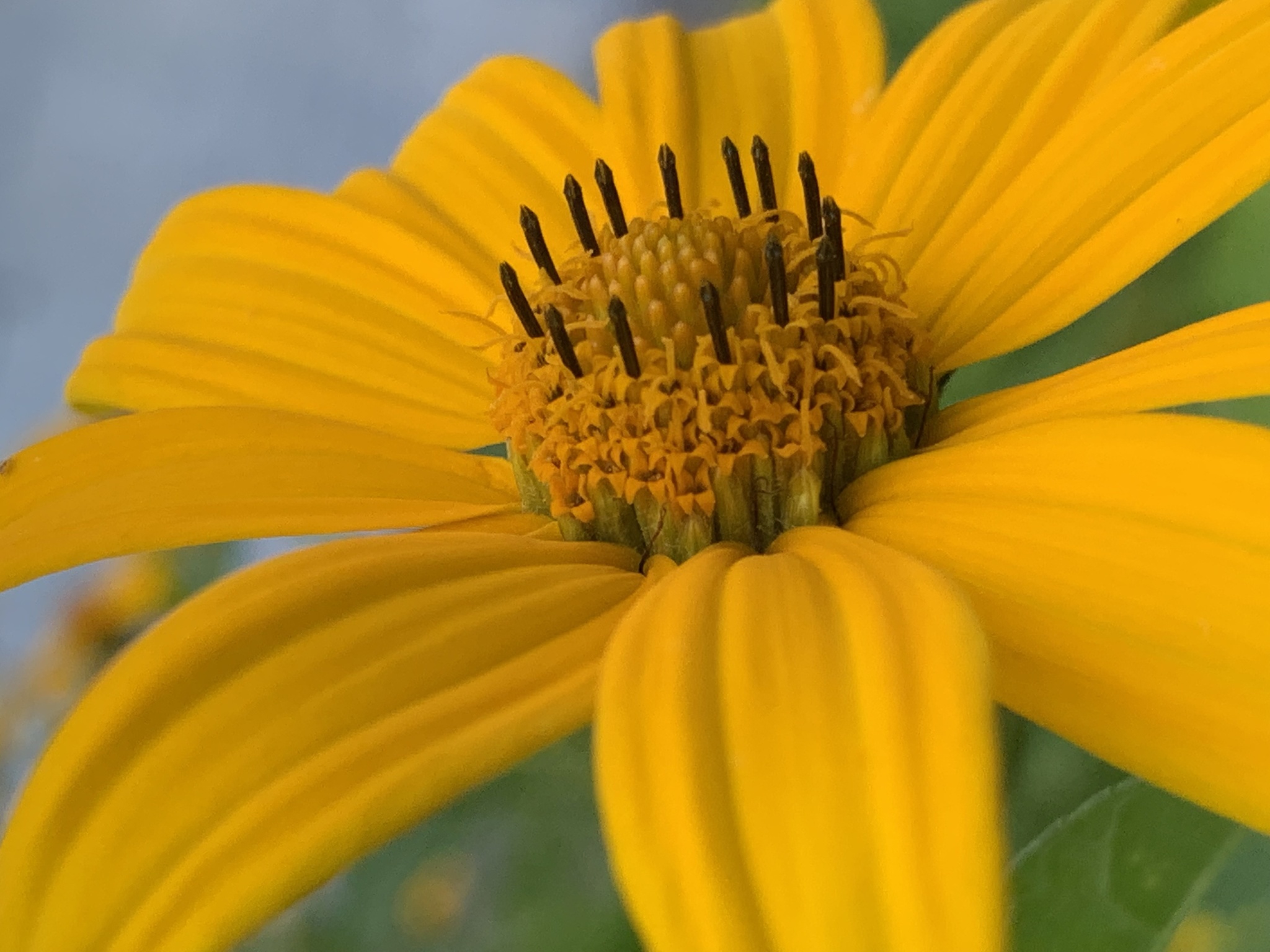 Heliopsis