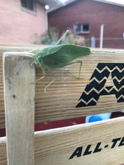 Microcentrum rhombifolium