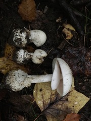 Amanita magnivelaris