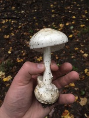 Amanita magnivelaris