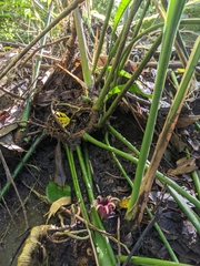 Aspidistra attenuata