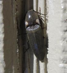 Deilelater physoderus