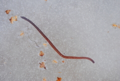 Dendrobaena octaedra