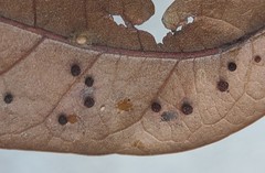 Neuroterus saltatorius texanus