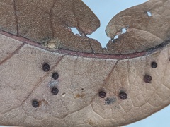 Neuroterus saltatorius texanus