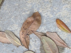 Neuroterus saltatorius texanus