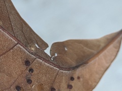 Neuroterus saltatorius texanus