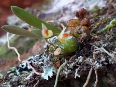 Bulbophyllum tuberculatum