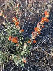 Sphaeralcea coccinea