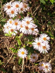 Ampelaster carolinianus