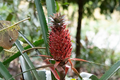 Ananas comosus bracteatus