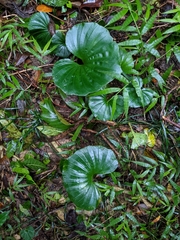Nervilia concolor