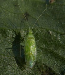 Malacocoris chlorizans