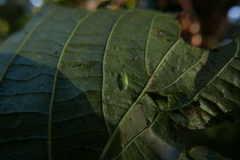 Malacocoris chlorizans