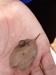 Quantula striata
