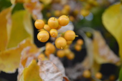 Celastrus orbiculatus