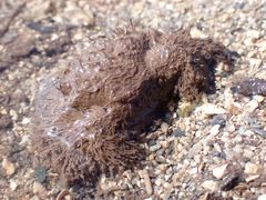 Pilumnus vespertilio