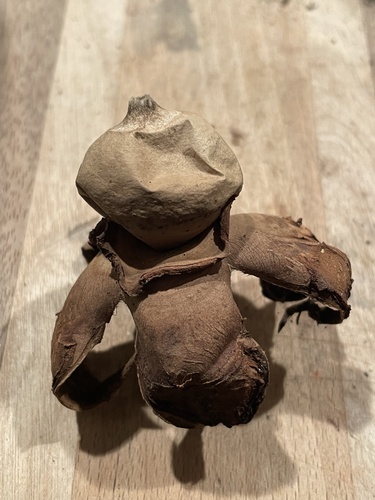 Geastrum triplex