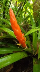 Guzmania berteroniana