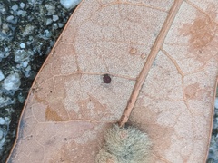 Neuroterus saltatorius texanus