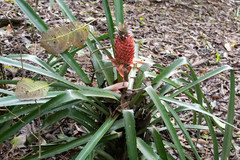 Ananas comosus bracteatus
