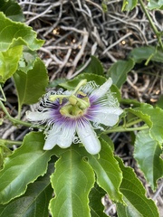 Passiflora edulis