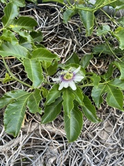 Passiflora edulis