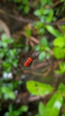 Leucauge licina