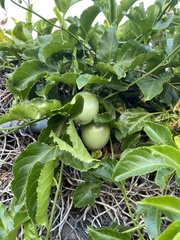 Passiflora edulis