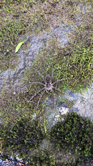 Dolomedes scriptus