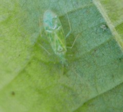 Malacocoris chlorizans