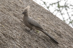 Corythaixoides concolor concolor