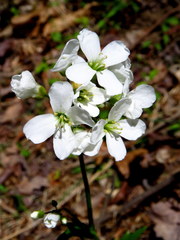 Cardamine bulbosa
