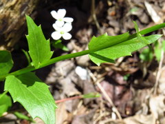 Cardamine bulbosa