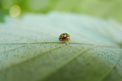 Dinocampus coccinellae paralysis virus