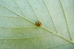 Dinocampus coccinellae paralysis virus