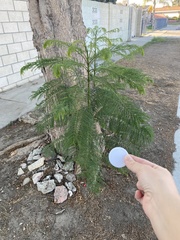 Jacaranda mimosifolia