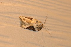 Acleris nivisellana