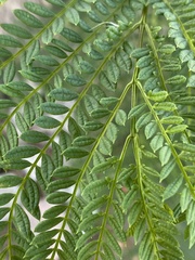 Jacaranda mimosifolia