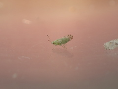 Craspedolepta martini