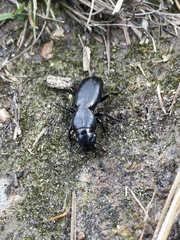 Oregus aereus