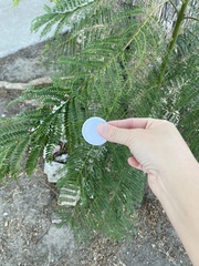 Jacaranda mimosifolia